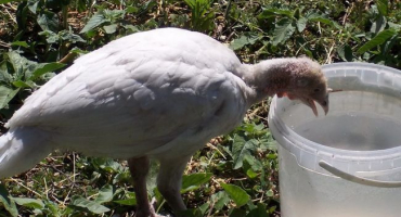 Jak a z čeho si vyrobit svépomocí napáječku pro krůty, návod